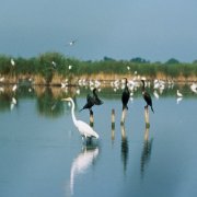 MARINA DI RAVENNA natura